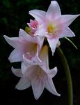 Photo Belladonna Lily, March Lily, Naked Lady, pink herbaceous plant