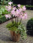 Photo Belladonna Lily, March Lily, Naked Lady, white herbaceous plant
