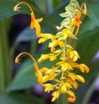 Photo Dancing Lady, yellow herbaceous plant