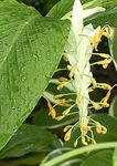 Photo Dancing Lady, white herbaceous plant