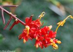 Photo Dancing Lady, red herbaceous plant