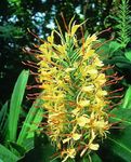 Photo Hedychium, Butterfly Ginger, yellow herbaceous plant