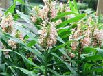 Photo Hedychium, Butterfly Ginger, pink herbaceous plant
