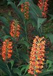 Photo Hedychium, Butterfly Ginger, red herbaceous plant