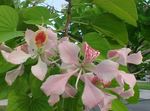 Photo Orchid Tree, pink 