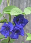 Photo Butterfly Pea, dark blue liana
