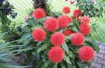 Photo Paint Brush, Blood Lily, Sea Egg, Powder Puff, red herbaceous plant