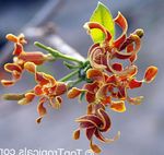 Photo Strophanthus, orange liana