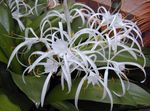 Photo Spider Lily, white herbaceous plant