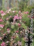Photo Grevillea, pink shrub