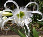 Photo Spider Lily, Ismene, Sea Daffodil, white herbaceous plant
