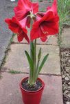 Photo Amaryllis, red herbaceous plant