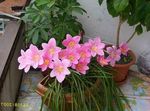 Photo Rain Lily, , pink herbaceous plant
