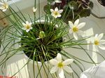 Photo Rain Lily, , white herbaceous plant