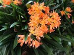 Photo Bush Lily, Boslelie, orange herbaceous plant