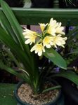 Photo Bush Lily, Boslelie, yellow herbaceous plant