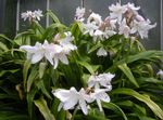 Photo Crinum, white herbaceous plant