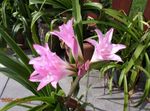 Photo Crinum, pink herbaceous plant