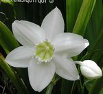 Photo Amazon Lily, white herbaceous plant