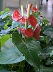 Photo Flamingo Flower, Heart Flower, red herbaceous plant