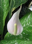 Photo Flamingo Flower, Heart Flower, white herbaceous plant