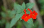 Photo Magic Flower, Nut Orchid, red hanging plant