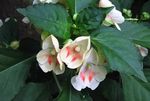 Photo Patience Plant, Balsam, Jewel Weed, Busy Lizzie, white 