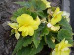 Photo Begonia, yellow herbaceous plant