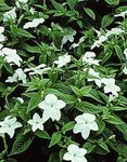 Photo Browallia, white herbaceous plant