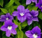 Photo Browallia, purple herbaceous plant