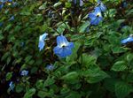 Photo Browallia, light blue herbaceous plant