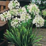 Photo African blue lily, white herbaceous plant