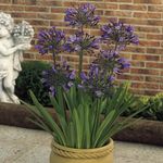 Photo African blue lily, purple herbaceous plant