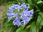 Photo African blue lily, light blue herbaceous plant
