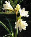 Photo Vallota, white herbaceous plant
