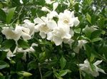 Photo Cape jasmine, white shrub