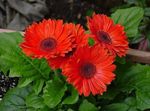Photo Transvaal Daisy, red herbaceous plant
