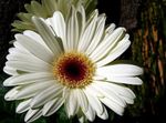 Photo Transvaal Daisy, white herbaceous plant