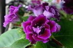 Photo Sinningia (Gloxinia), purple herbaceous plant