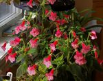 Photo Tree Gloxinia, red herbaceous plant