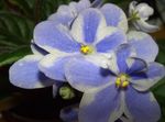 Photo African violet, light blue herbaceous plant