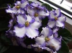 Photo African violet, white herbaceous plant