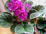 Photo African violet, pink herbaceous plant