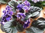 Photo African violet, purple herbaceous plant