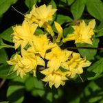 Photo Azaleas, Pinxterbloom, yellow shrub