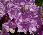 Photo Azaleas, Pinxterbloom, lilac shrub