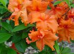 Photo Azaleas, Pinxterbloom, orange shrub