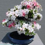 Photo Azaleas, Pinxterbloom, white shrub