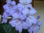 Photo Strep, light blue herbaceous plant