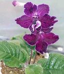 Photo Strep, purple herbaceous plant